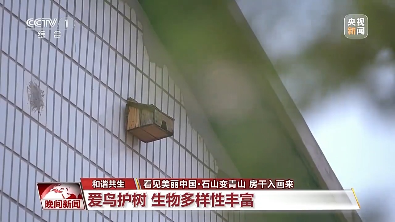 看见美丽中国丨炸水泥厂、种万棵树！“石头村”20年逆袭97%森林覆盖