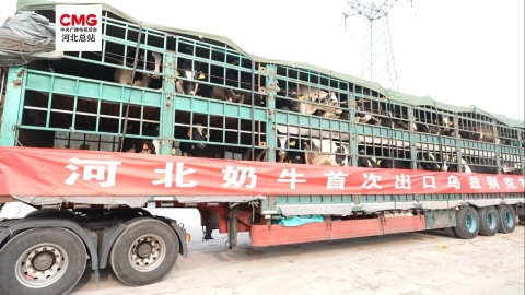 河北奶牛首次出口乌兹别克斯坦