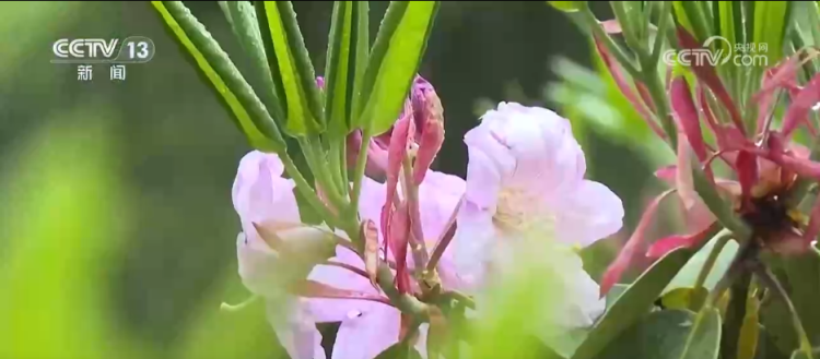 “颜值”变“产值” “赏花游”助推文旅经济“春色满园”