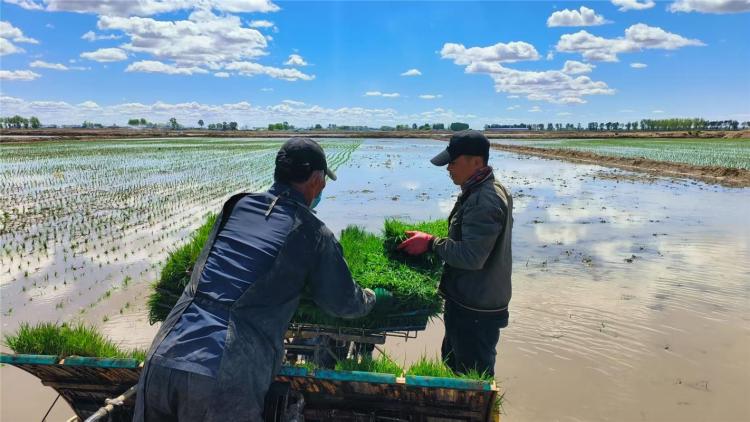 呼伦贝尔17万亩寒地水稻插秧忙