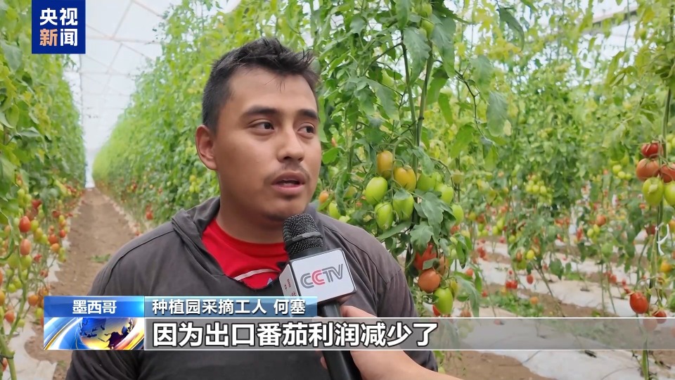 总台记者探访丨美国加征关税 对墨西哥番茄产区影响几何？