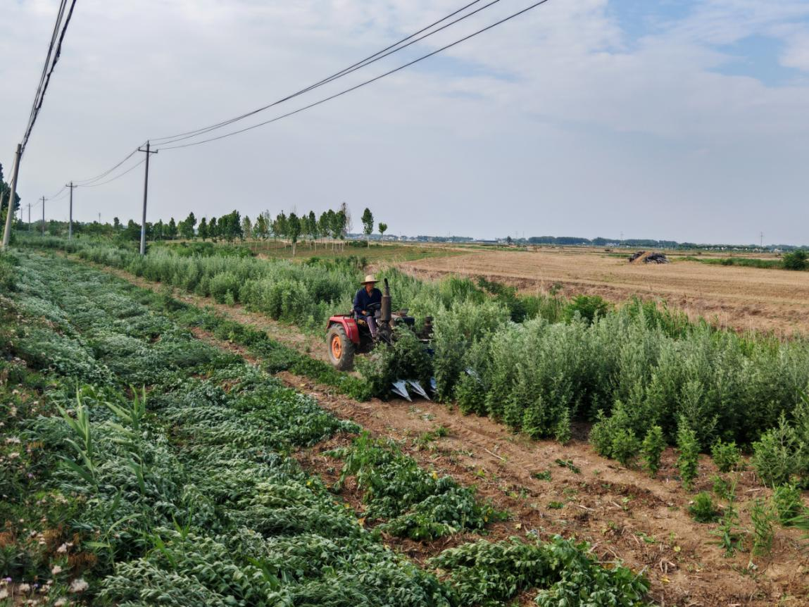 蚌埠市五河县东刘集镇：艾草飘香致富路 乡村振兴谱新篇_fororder_艾草飘香致富路2