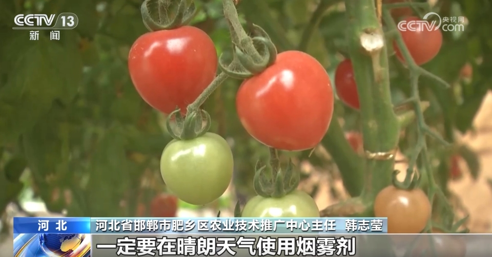 各产区采取有效措施确保蔬菜“温暖”过冬 智能设施助力稳产保质