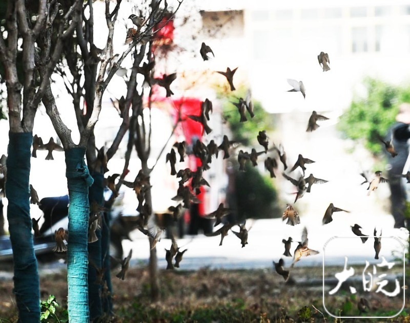 柿子挂枝，皖北这个政府大院为小鸟留“口粮”_fororder_07