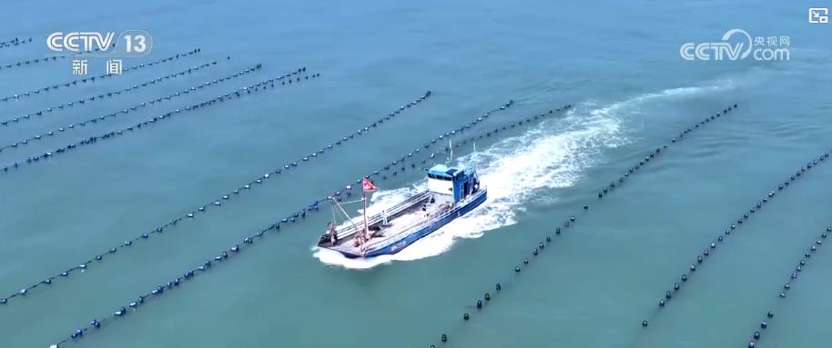 “海上牧场”迎丰收季：特色养殖助力渔民增收致富