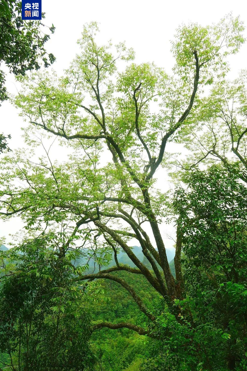 新物种+1 我国首次在岩溶地区发现椴树属植物