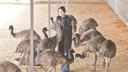 宁夏永宁：鸸鹋“啄”出致富路
