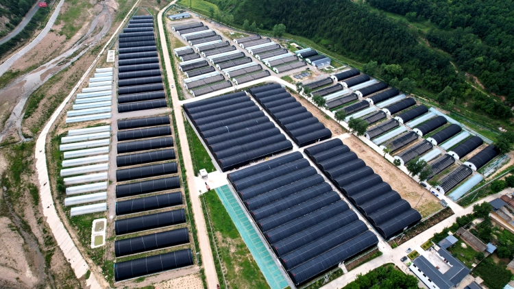 沃野绽新颜 乡村谱华章——天水市清水县2025年上半年农业农村工作综述_fororder_1753433014378076099
