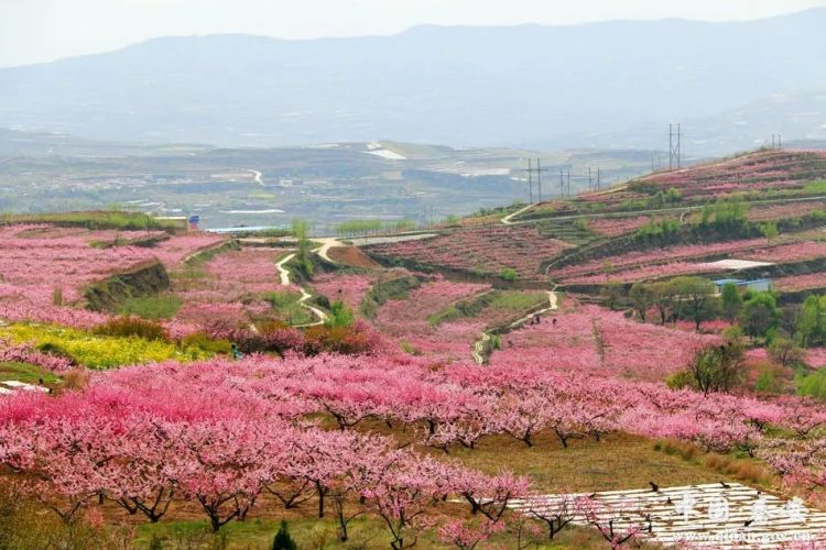 二十载灼灼桃花映春色 八千年悠悠文脉启新程——秦安以花为媒文旅商融合步履铿锵_fororder_mmexport0c33bb544ee6a6ed640cdebf11b467ad_1745721442982