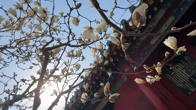 文化中国行·文博日历丨早春玉兰开 一起到全国古迹去追花（附打卡攻略）