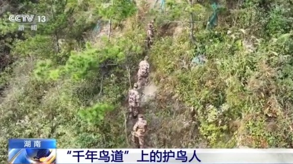 擅长与鸟儿“对话” 护航“千年鸟道”总有他们的身影