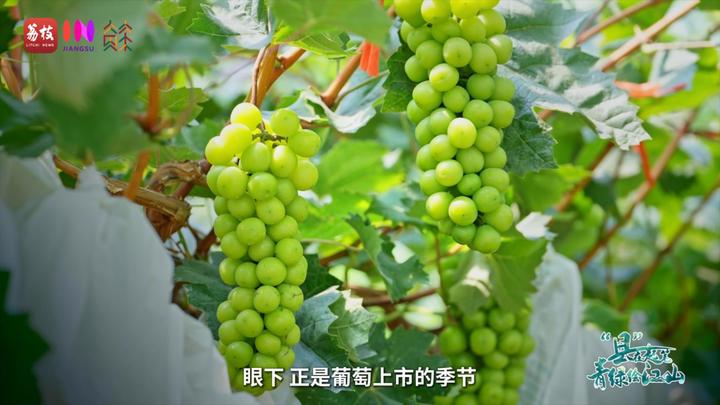 “县”在起笔 青绿绘江山 | 翠微满乾“昆”，繁华都市与生态绿意温柔相拥