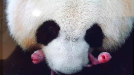 视频丨旅法大熊猫“欢欢”“圆仔”平安回国