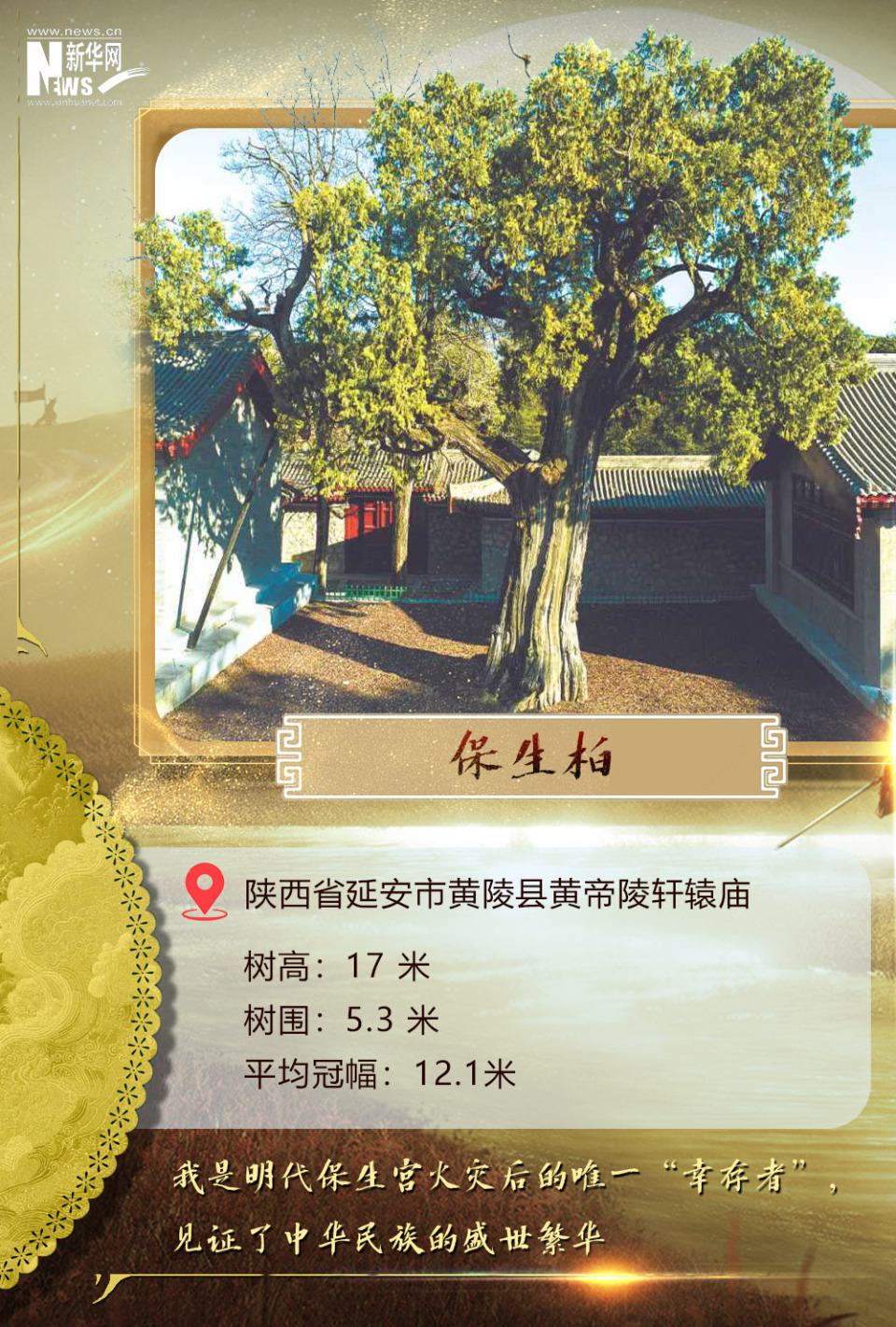树载千秋·同根同祖丨5000岁古树下感受中华文明生生不息