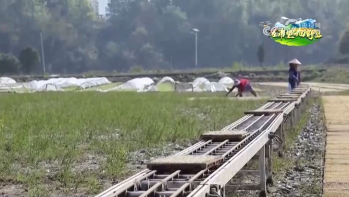 智慧农业为乡村插上“科技翅膀”