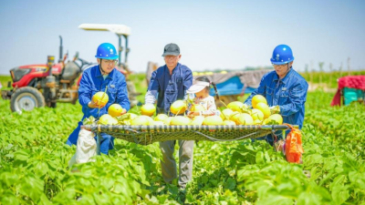State Grid Wuwei Electric Power Supply Company: Melon Fragrance Fills the Gobi as Power Ensures a Bumper Harvest