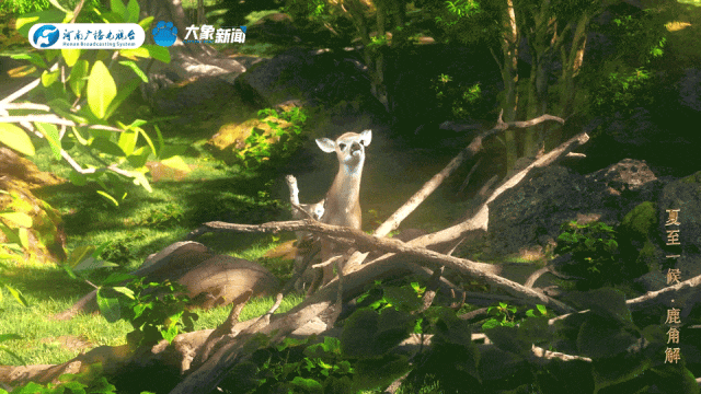 何以中国丨中国节气·夏至