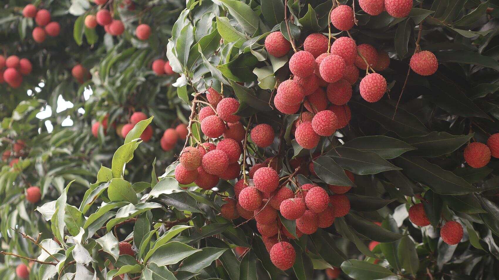 【网络强村】广东给“荔”三重奏：从岭南佳果到世界名片