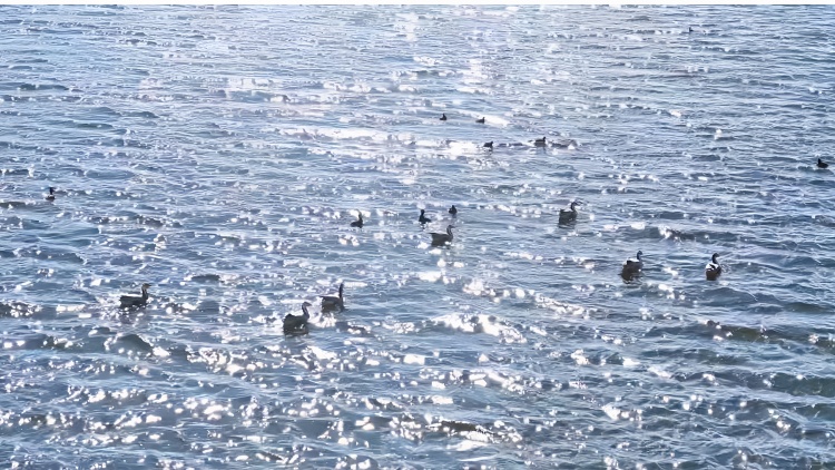 尕海湿地：从生态危机到黄河上游的“生命绿洲”_fororder_微信图片_20250613160655