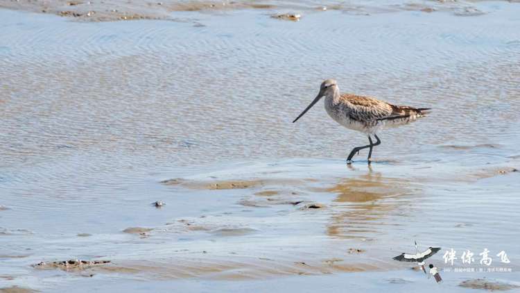候鸟翔集辽宁丹东鸭绿江口