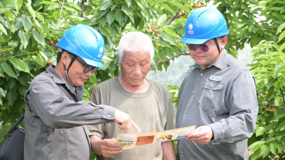 Jiaozuo, Henan: Full Power Supply Guarantees a Bountiful Cherry Harvest Season