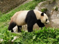 探访中国大熊猫保护研究中心卧龙神树坪基地