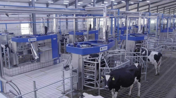 “一键养奶牛”时代到来！揭秘牧场“最强大脑”