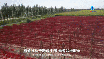 全球连线｜“洋记者”看新疆椒农的红火生活