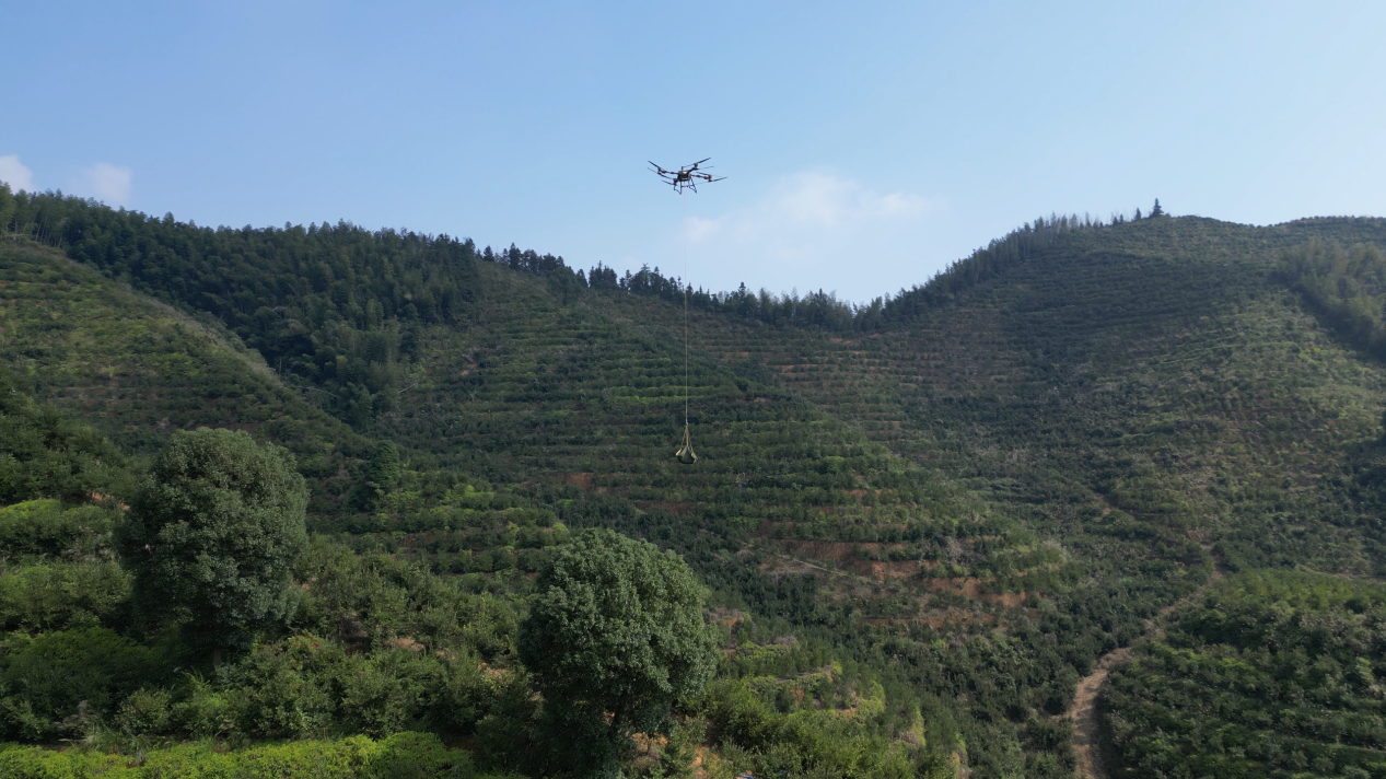 湖南安化万亩霜降油茶果迎丰收 无人机架起“空中走廊”_fororder_1