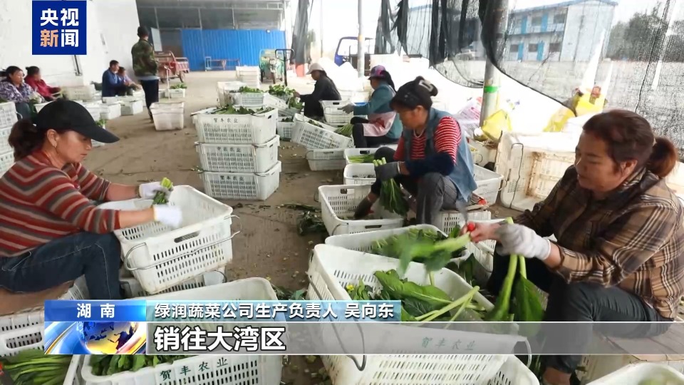昼夜不停！全国秋收近八成 夜间抢播保农时