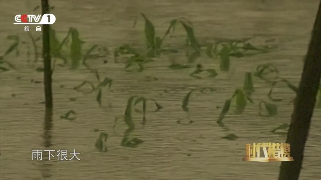 多种粮、种好粮的他被授予“时代楷模”