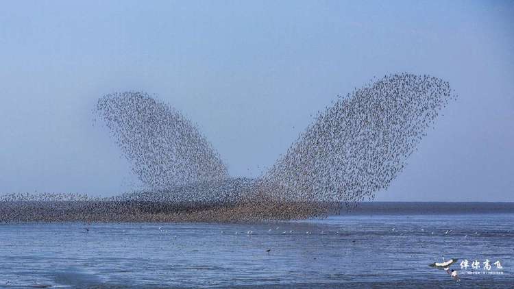 候鸟翔集辽宁丹东鸭绿江口
