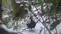 国家级珍稀保护动物雪地“打卡”湖南舜皇山