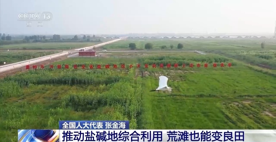 怎样培育耐盐碱经济作物？这位全国人大代表的建议来了