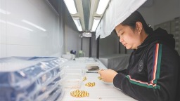 政策红利释放 金珠更添光辉