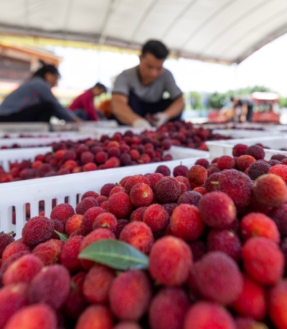 Luodian, Guizhou: Bayberry Welcome a Bumper Harvest