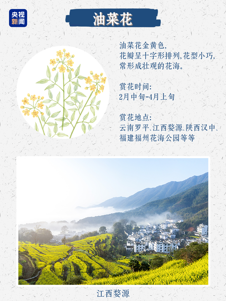 春日限定浪漫！没有什么是这些花不能治愈的
