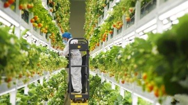 下一站沙特！“滨江造”AI植物工厂成功出海