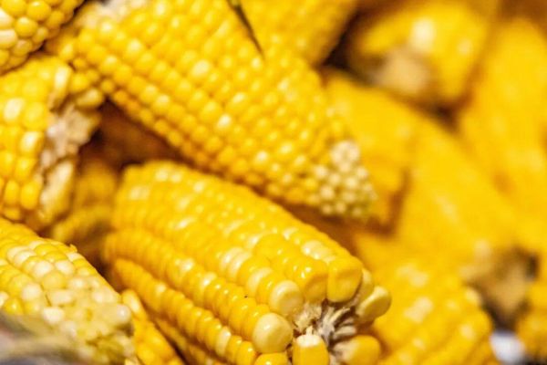 2025敦煌半程马拉松圆满落幕