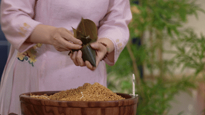 非遗有新人•节庆季：“粽”香千载远 节意万家传