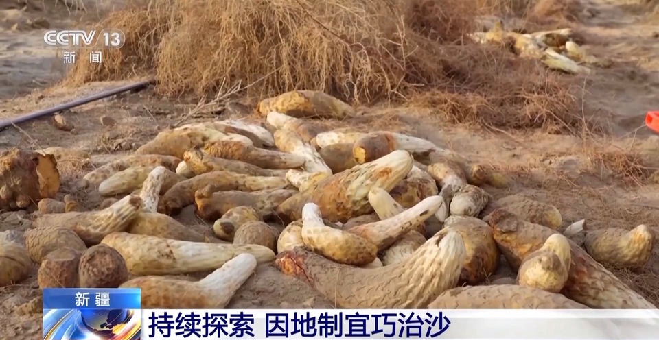 走！去塔克拉玛干沙漠，看“锁边”工程的N种模式→