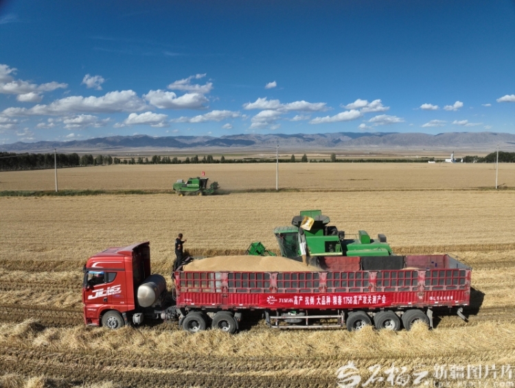 奋进的新疆·我们的“十四五”丨从“自己吃饱”到供给国家