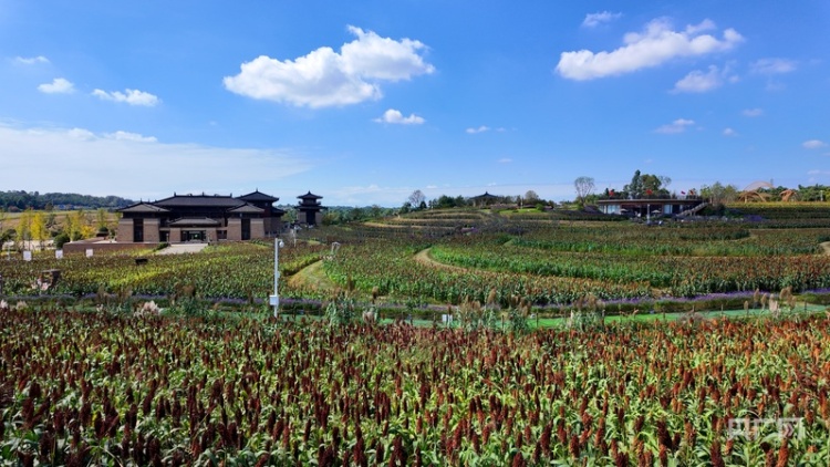 消费新观察｜田园风“混搭”文化风 “花式”解锁乡村周边游