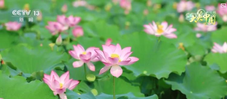 “以花兴业、以景促旅、以绿生金” “美丽经济” 点亮乡村振兴新路径