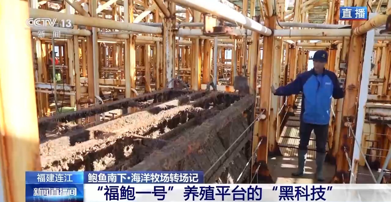 鲍鱼也要“走南闯北”越冬避暑？揭秘小鲍鱼的“候鸟式”养殖