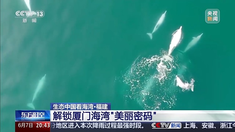 保护潮起潮落间的美丽！看，这是建设海湾的“硬核”实力