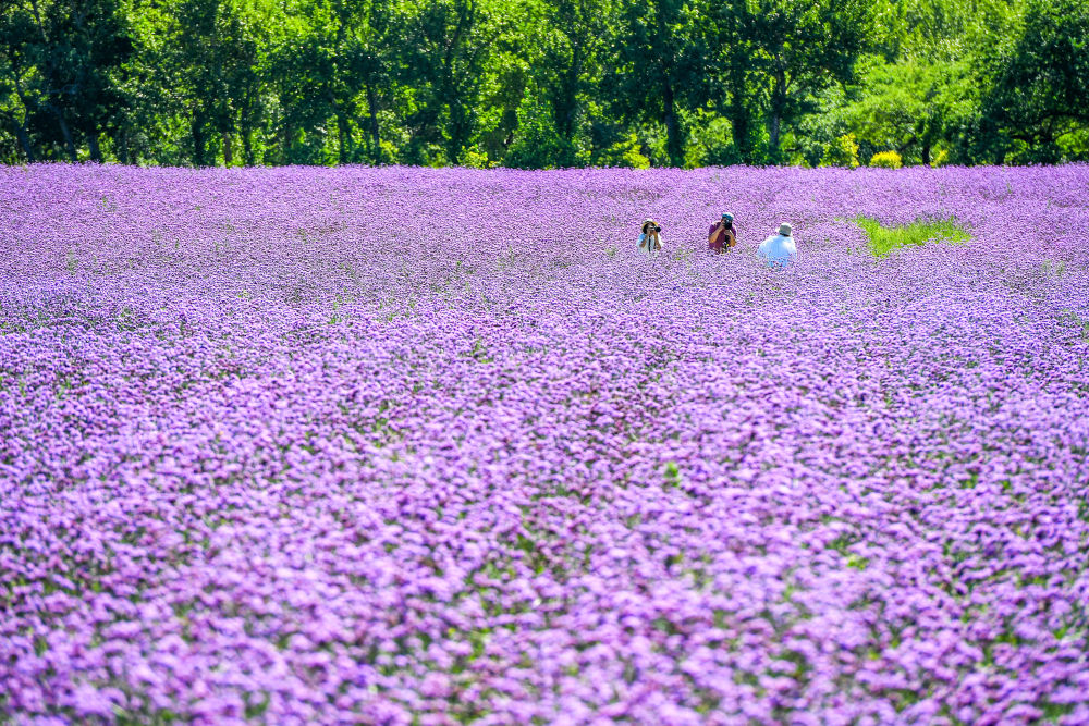 镜观·回响丨生态美，旅游兴——查干湖的绿色交响