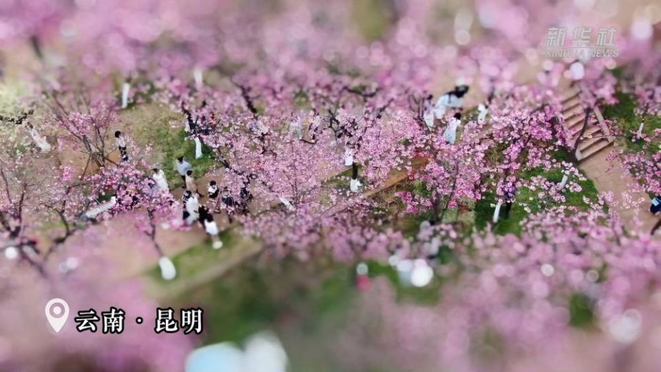 移轴带你看春天｜赏春花、趣春游，在山间田野赴一场春日之约！