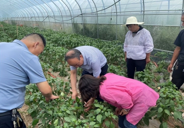 甘肃省农科院专家走进定西渭源县 以“强科技”助推“强县域”_fororder_2