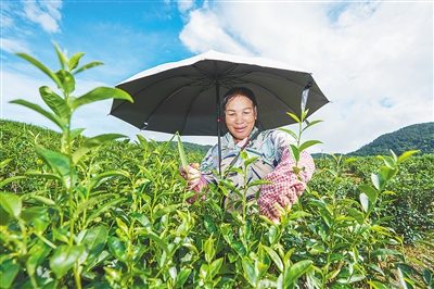 五指山夏茶采收忙